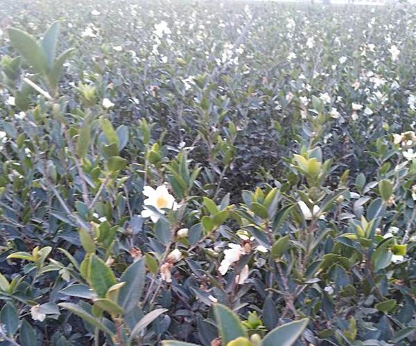 油茶苗的种植方法